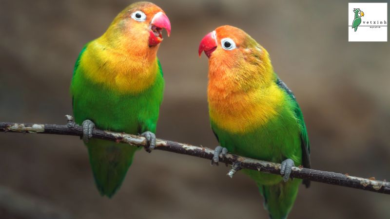 Giá vẹt Lovebird