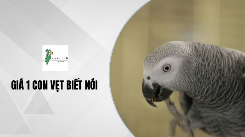 Giá 1 Con Vẹt Biết Nói