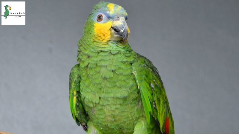 Orange-Winged Amazon Parrots