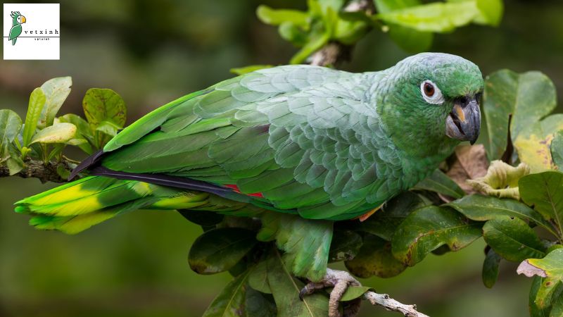 Southern Mealy Amazon Parrots