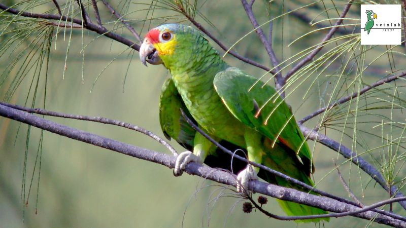 Red Lored Amazon Parrots