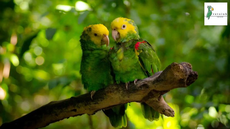 Double Yellow Headed Amazon Parrots