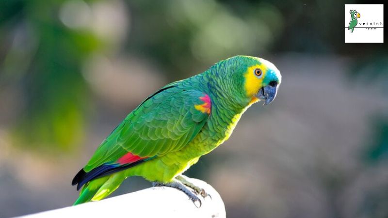 Blue Fronted Amazon Parrots