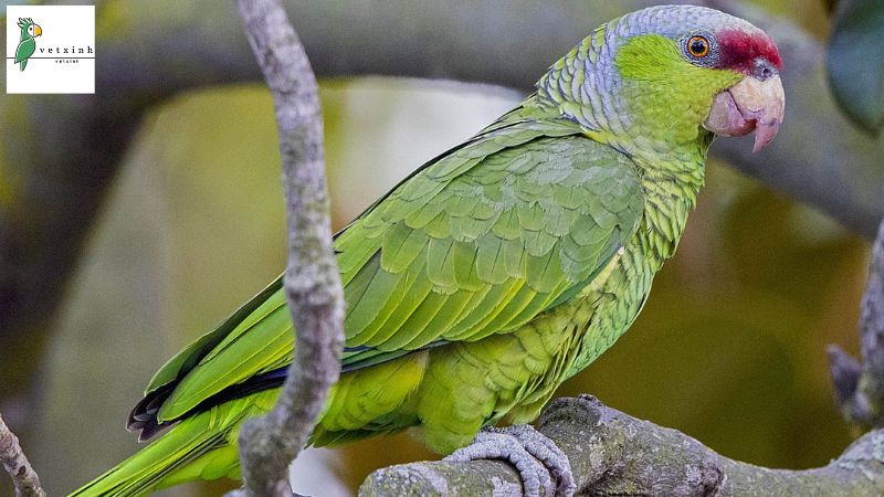 Lilac-Crowned Amazon Parrots