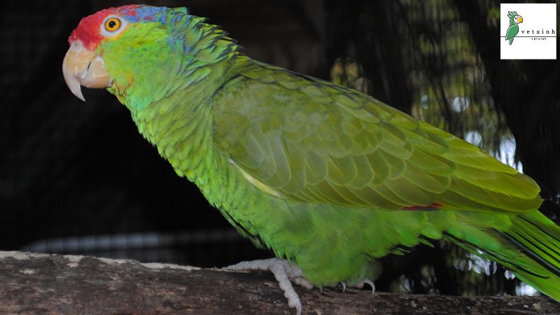 Green Cheeked Amazon Parrots