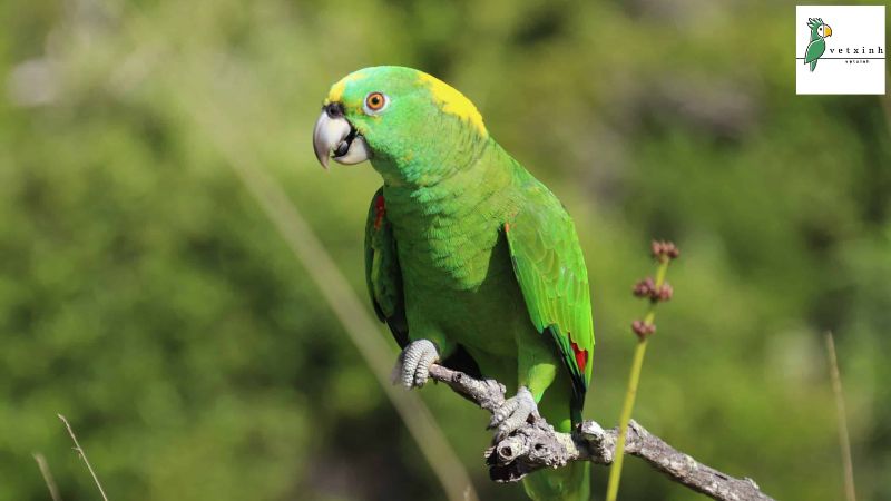 Yellow-Naped Amazon Parrots