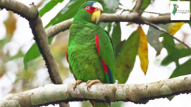 White Fronted Amazon Parrots