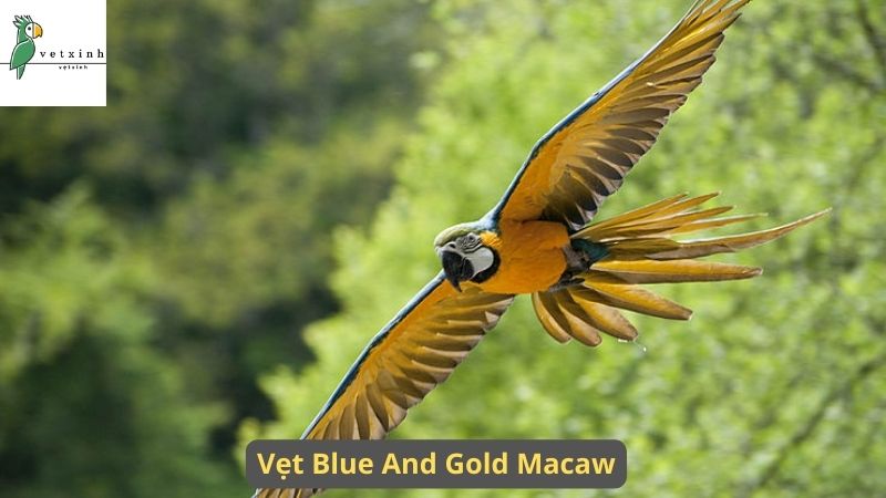 Tìm hiểu về Vẹt Blue and Gold Macaw