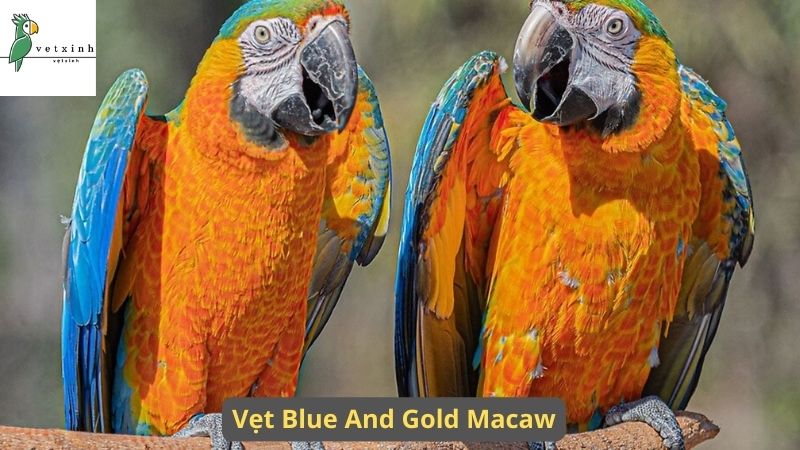 Dòng Vẹt Macaw có giá bao nhiêu?