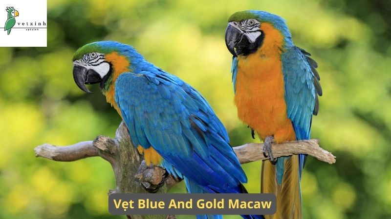 Tìm hiểu về Vẹt Blue and Gold Macaw