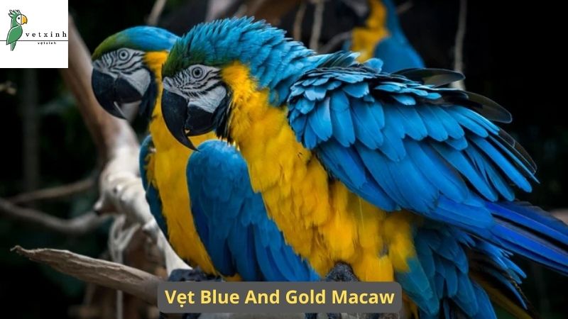 Tìm hiểu về Vẹt Blue and Gold Macaw