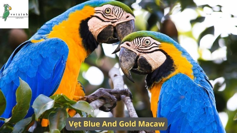 Vẹt Blue And Gold Macaw