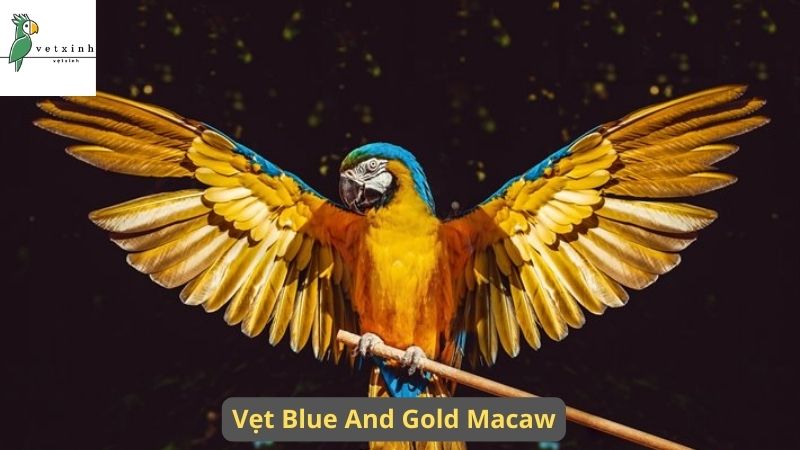 Những lưu ý cần biết khi nuôi Vẹt Blue and Gold Macaw