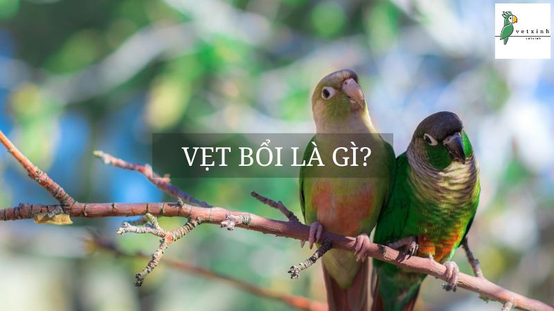 Vẹt Bổi Là Gì