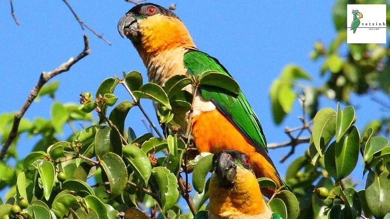 Nguồn gốc của vẹt Caique