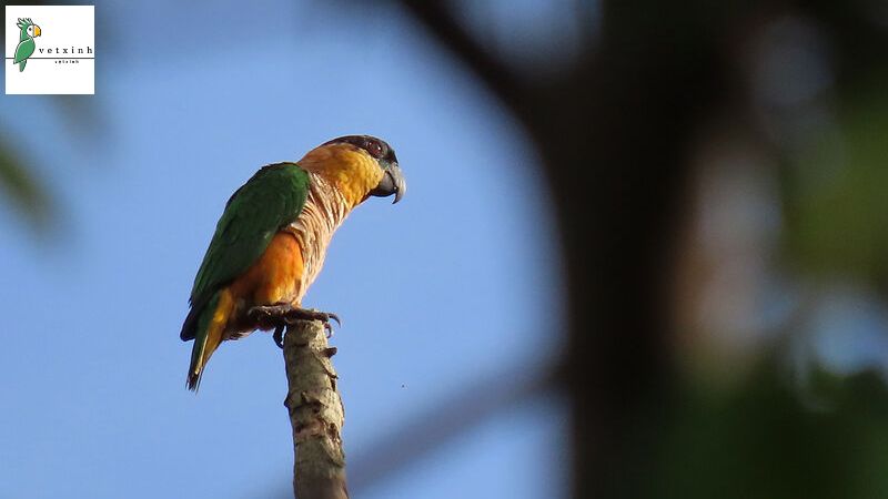 Cách nuôi và chăm sóc vẹt Caique