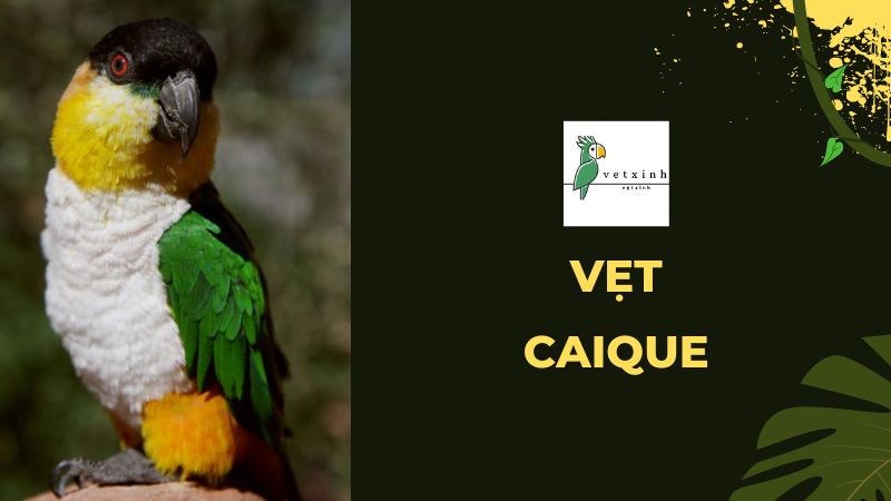 Vẹt Caique