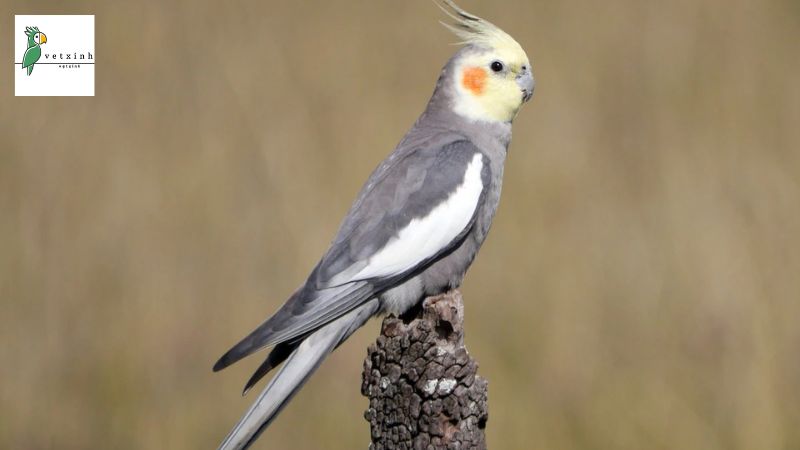 Vẹt Cockatiel Lutino là vẹt gì?