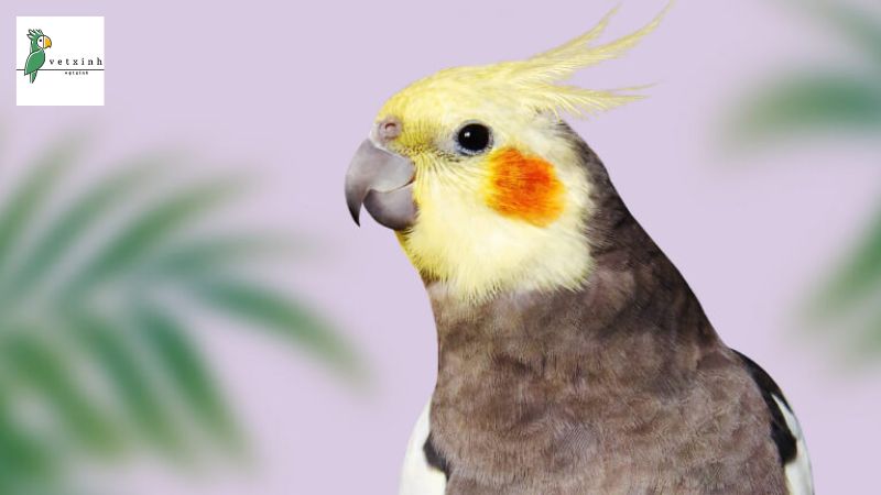 Đặc điểm của vẹt Cockatiel Lutino