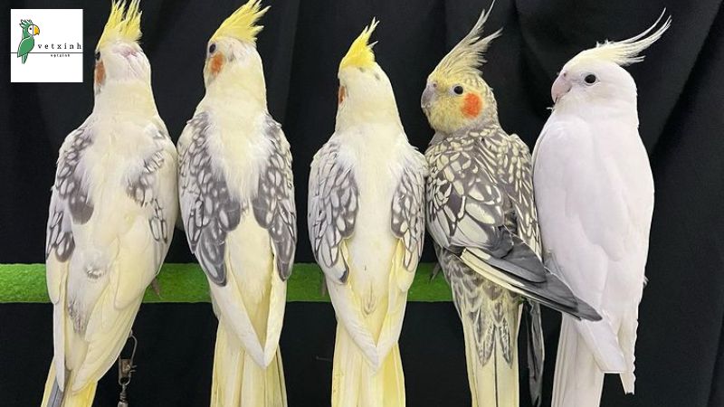 Cách nuôi vẹt Cockatiel Lutino