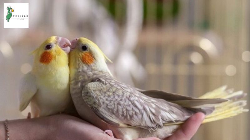 Cách phân biệt vẹt Cockatiel đực và cái