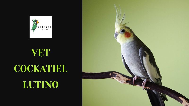 Vẹt Cockatiel Lutino