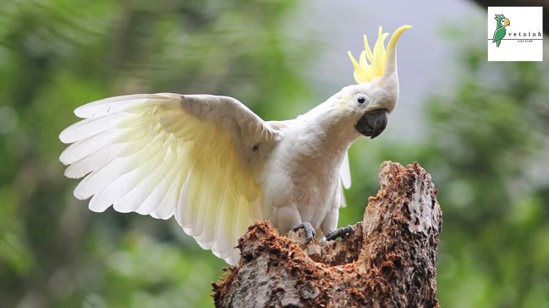 Giới thiệu vẹt Cockatoo