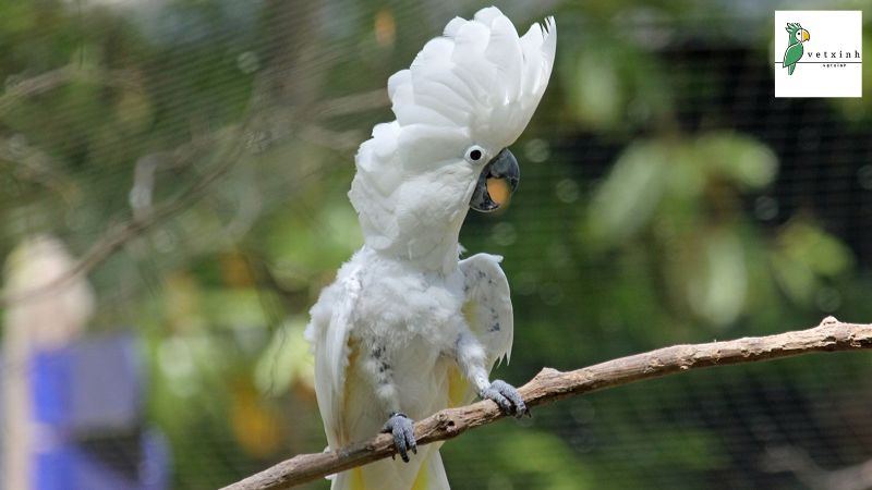 Đặc điểm ngoại hình của vẹt Cockatoo