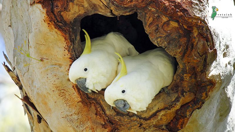 Tập tính sinh sản của vẹt Cockatoo