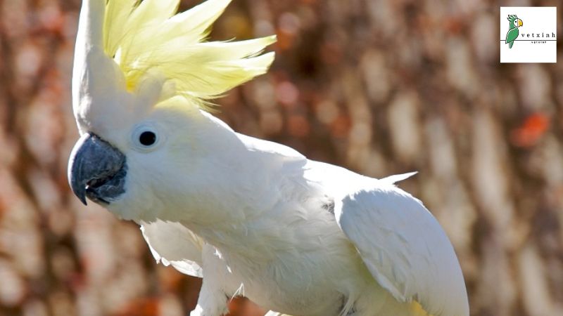 Cách nuôi vẹt Cockatoo