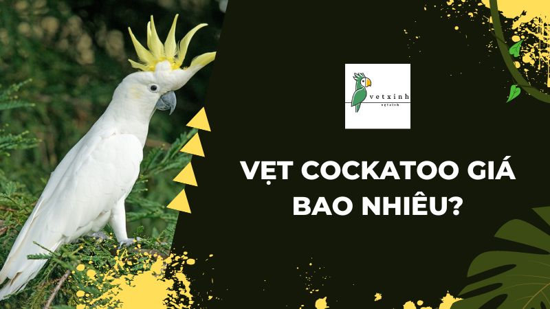 Vẹt Cockatoo Giá Bao Nhiêu