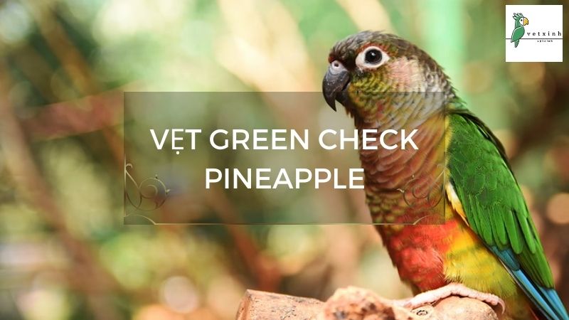 Vẹt Green Check Pineapple