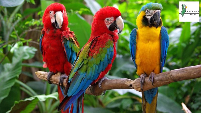 Nguồn gốc của vẹt Macaw