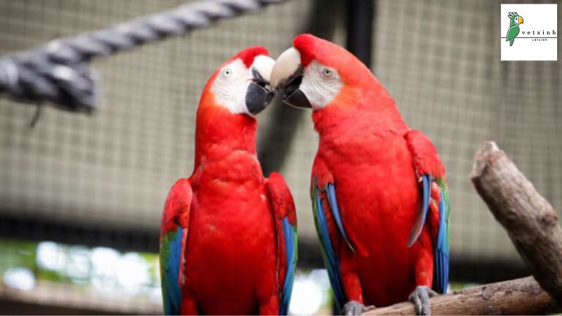 Tập tính sinh sản của vẹt Macaw