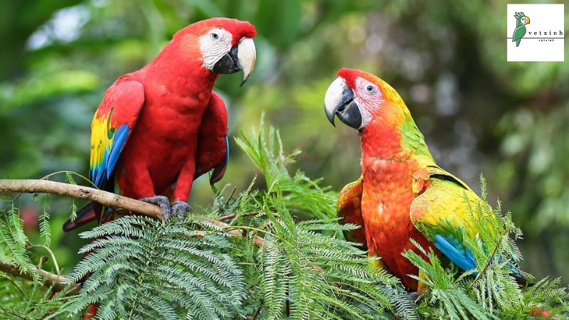 Cách chăm sóc Vẹt Macaw