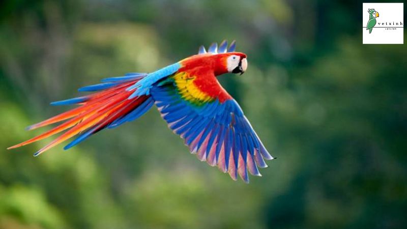 Vẹt Macaw giá bao nhiêu?