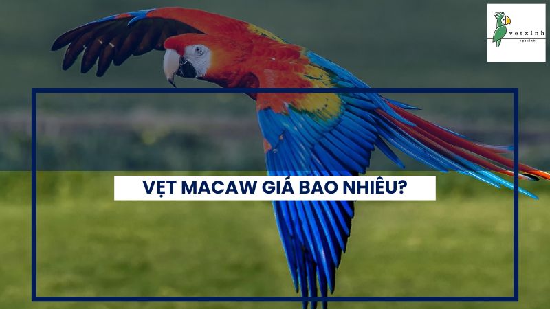 Vẹt Macaw Giá Bao Nhiêu