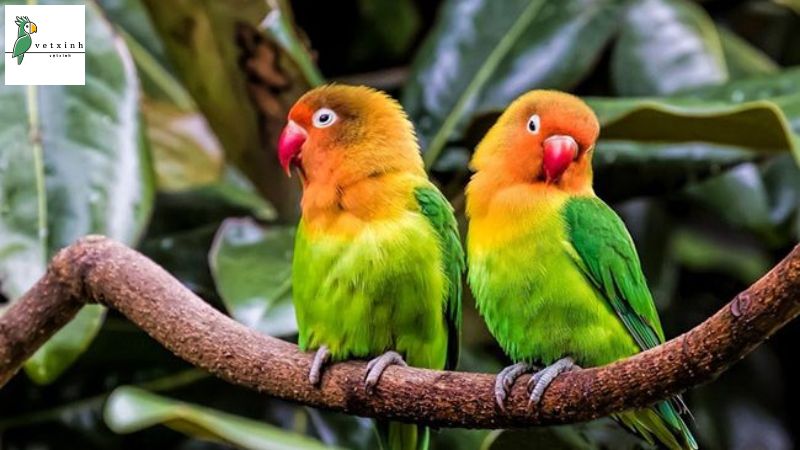 Cách nuôi vẹt Lovebird