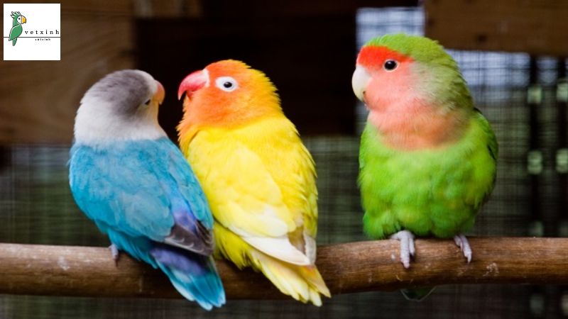 Vẹt Lovebird giá bao nhiêu?