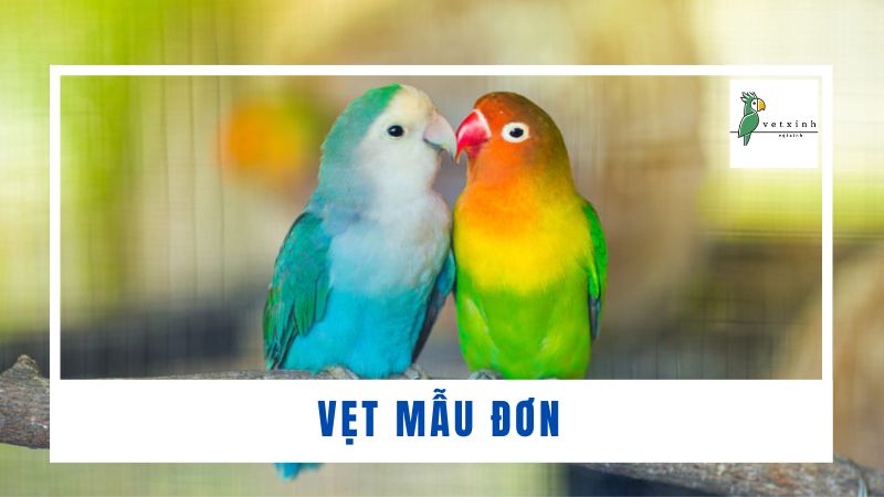 Vẹt Mẫu Đơn