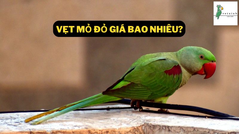 Vẹt Mỏ Đỏ Giá Bao Nhiêu