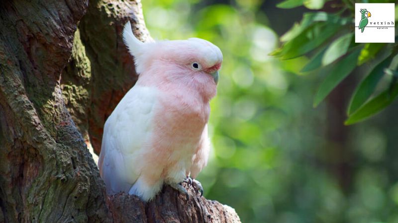 Vẹt Cockatoo