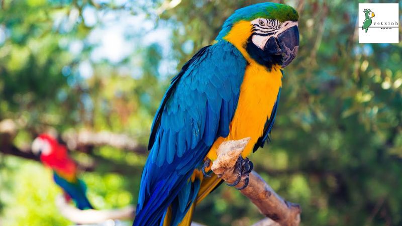 Vẹt Blue and Gold Macaw