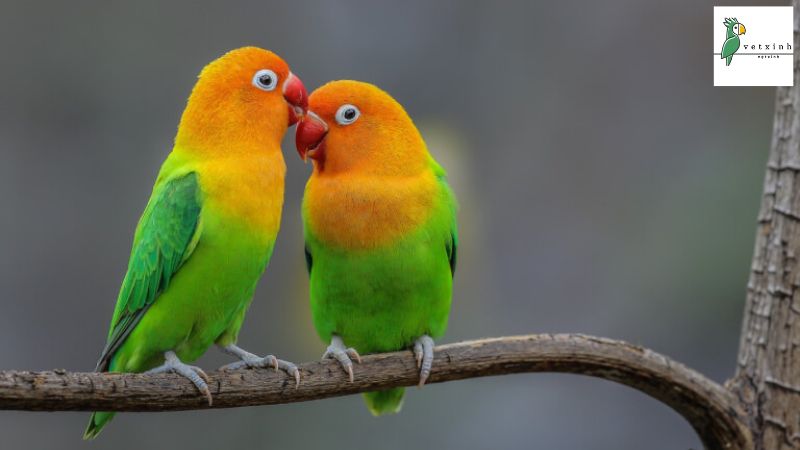 Vẹt Mẫu Đơn Lovebird