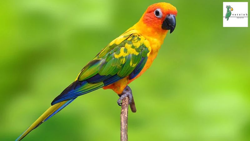 Vẹt Sun Conure