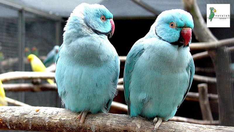 Nguồn gốc của vẹt Ringneck Blue