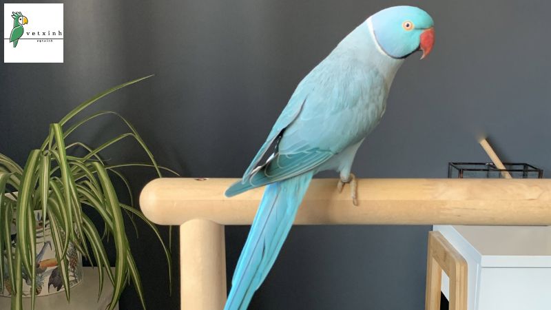 Cách nuôi và chăm sóc vẹt Ringneck Blue