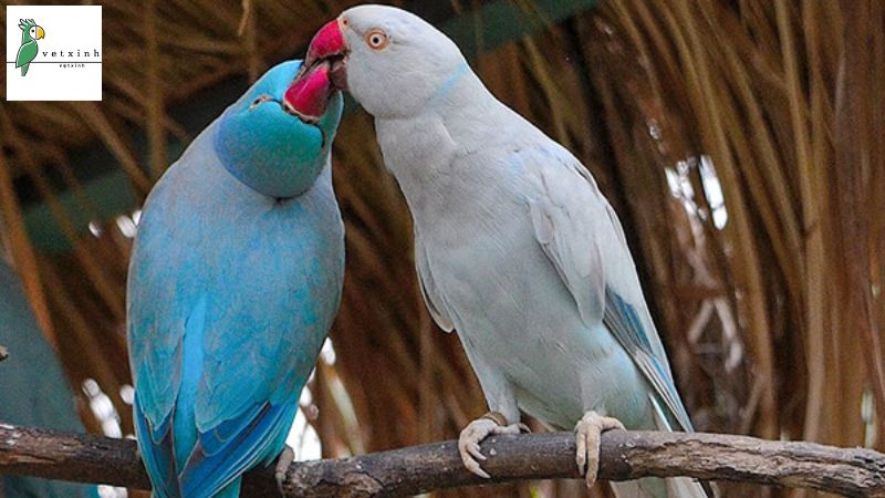 Vẹt Ringneck có giá bao nhiêu?