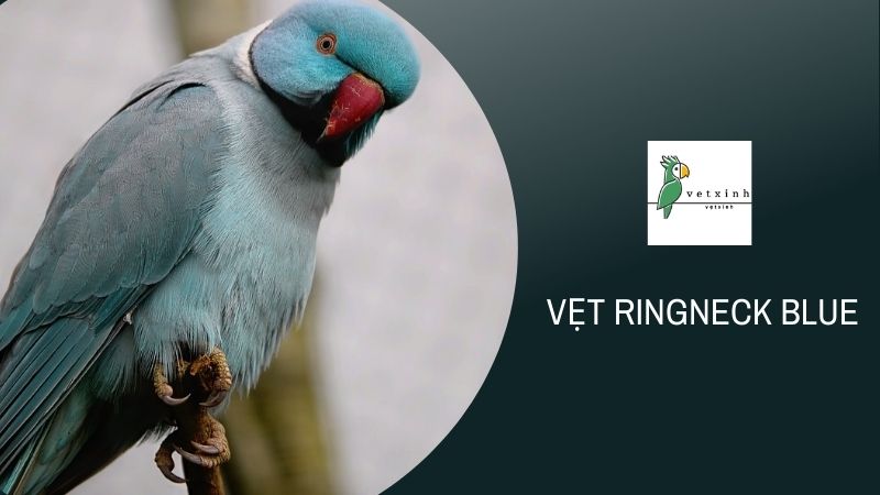 Vẹt Ringneck Blue