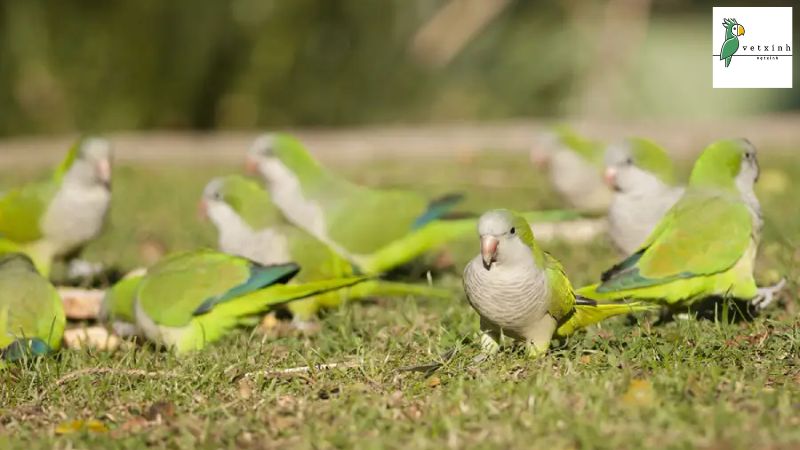 Vẹt Thầy Tu giá bao nhiêu tiền?